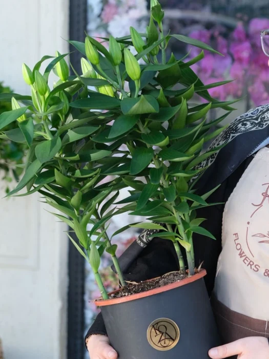 Saksıda Pembe Lilyum