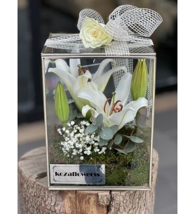 Glass Box Lilyum
