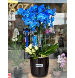 Blue Garden