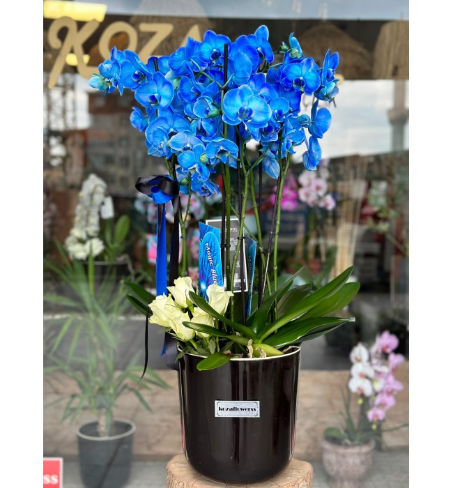 Blue Garden