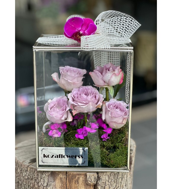 Glass Box Lily