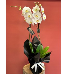 Beyaz Orkide Çift Dal