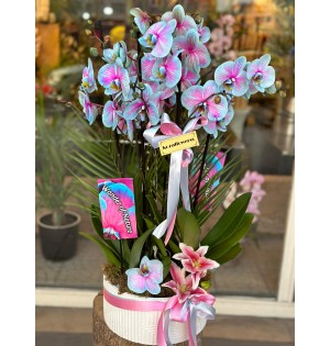 Wonder Mix Garden