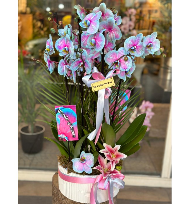 Wonder Mix Garden